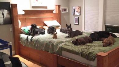 Una pareja neoyorquina construye una cama gigante en su casa para ellos y sus ocho perros