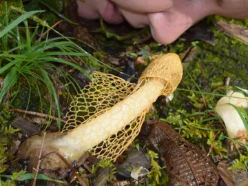 La seta Dictyophora a la que se le atribuyen propiedades afrodisíacas. La seta Dictyophora a la que se le atribuyen propiedades afrodisíacas.