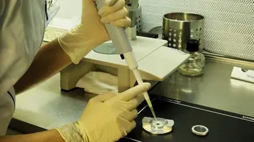 Inseminación artificial Inseminación artificial