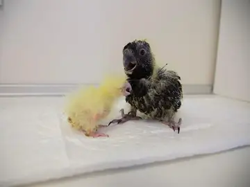 Ejemplares de cacatúa fúnebre de Tasmania del zoológico de Tenerife Ejemplares de cacatúa fúnebre de Tasmania del zoológico de Tenerife