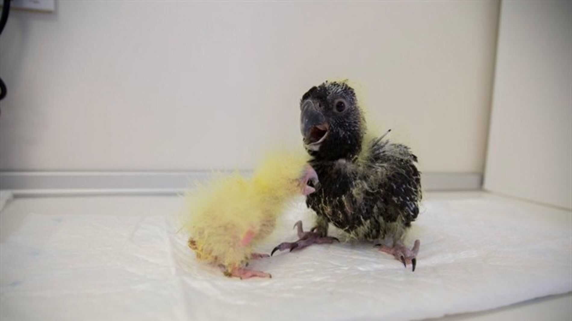 Ejemplares de cacat&uacute;a f&uacute;nebre de Tasmania del zool&oacute;gico de Tenerife