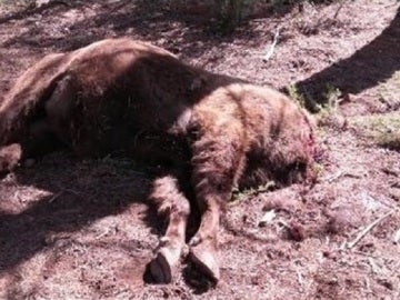 El cuerpo del bisonte hallado sin cabeza en la Reserva de Valdeserrillas