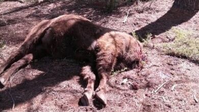 Investigan por maltrato animal a un responsable de la reserva de bisontes de Benagéber