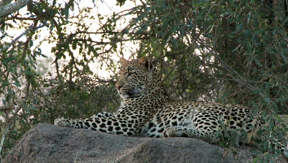 El Mundo Today - El leopardo: el ancestro más letal del hombre - La naturaleza de la realidad