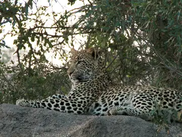 El Mundo Today - El leopardo: el ancestro más letal del hombre - La naturaleza de la realidad El Mundo Today - El leopardo: el ancestro más letal del hombre - La naturaleza de la realidad