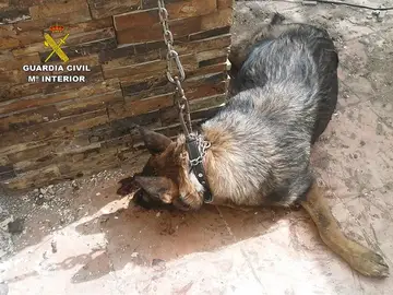 Perro abandonado a pleno sol y sin agua ni comida Perro abandonado a pleno sol y sin agua ni comida