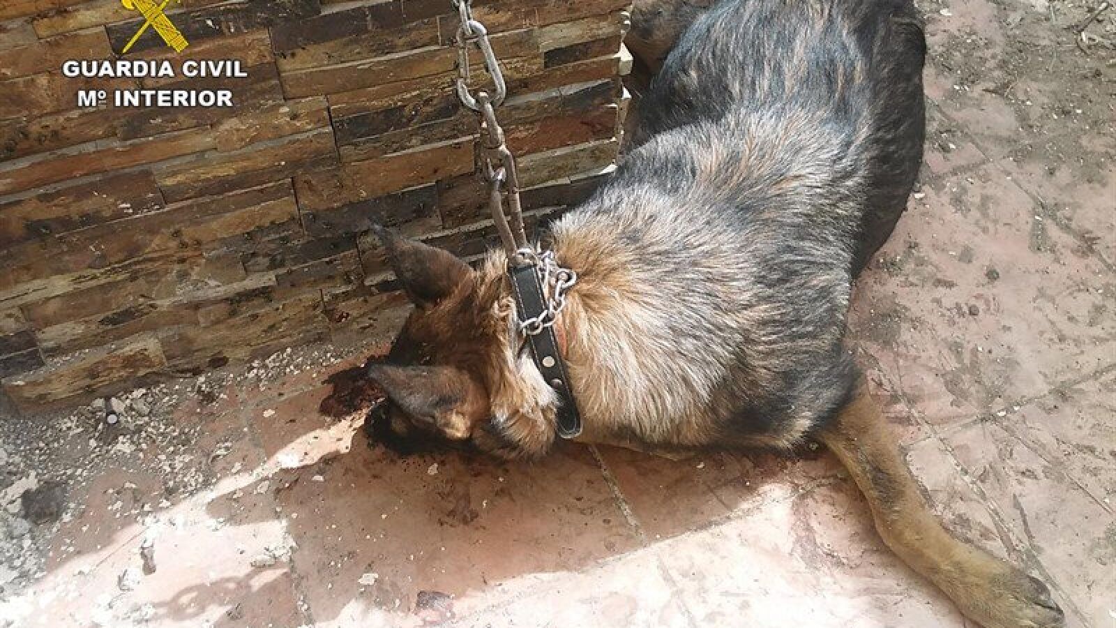 Un vecino de Barcelona, acusado de maltrato animal por dejar 12 días a sus perros para irse de vacaciones
