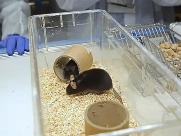 Esta molécula bloquea la acumulación de una proteína tóxica y mejora los síntomas de la enfermedad Esta molécula bloquea la acumulación de una proteína tóxica y mejora los síntomas de la enfermedad