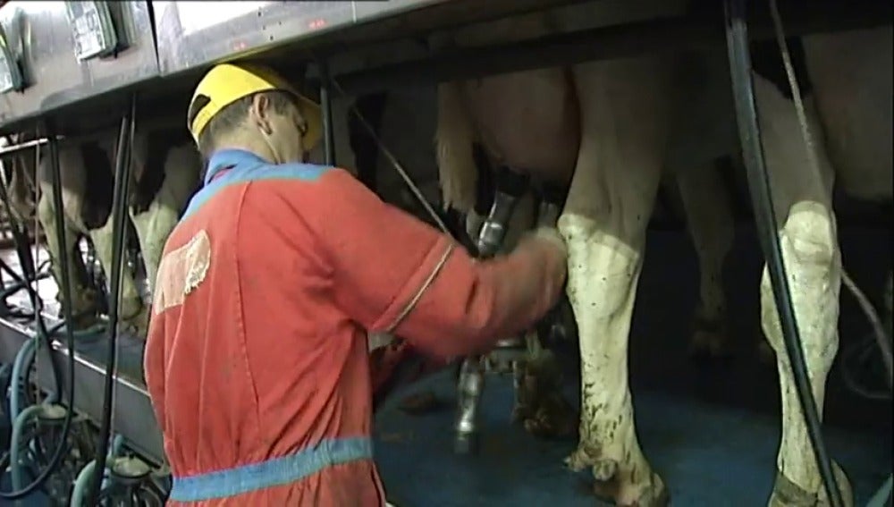 Frame 14.28546 de: El sector lácteo atraviesa un momento de “vacas flacas"