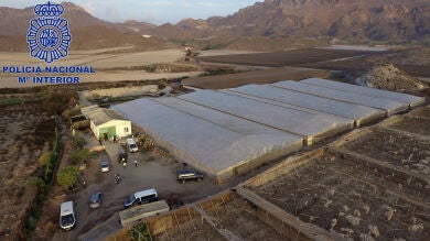 Cuatro personas detenidas por una plantación de marihuana camuflada en unos invernaderos en Murcia