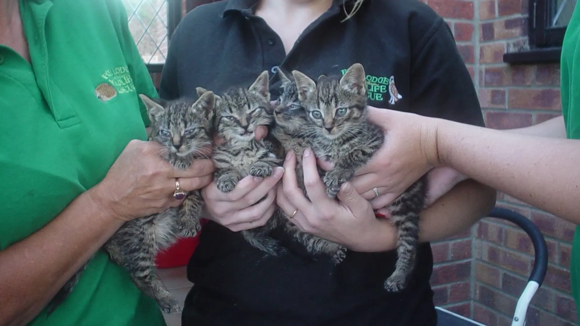 Los cuatro gatos que han sobrevivido Los cuatro gatos que han sobrevivido