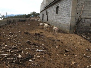 La finca de Zújar, Granada