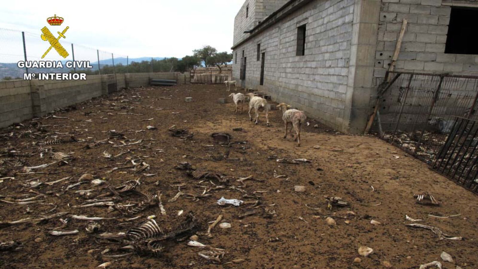 Un pastor de Granada investigado por dejar morir de hambre y sed a 200 ovejas y dos perros