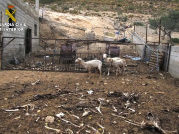 Otro caso de maltrato animal con ovejas