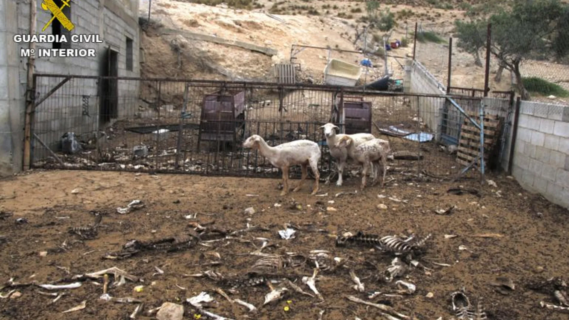 Otro caso de maltrato animal con ovejas Otro caso de maltrato animal con ovejas