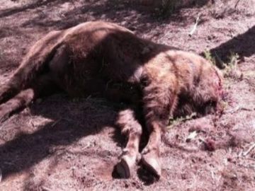 El primer bisonte decapitado en la Reserva de Valdeserrillas