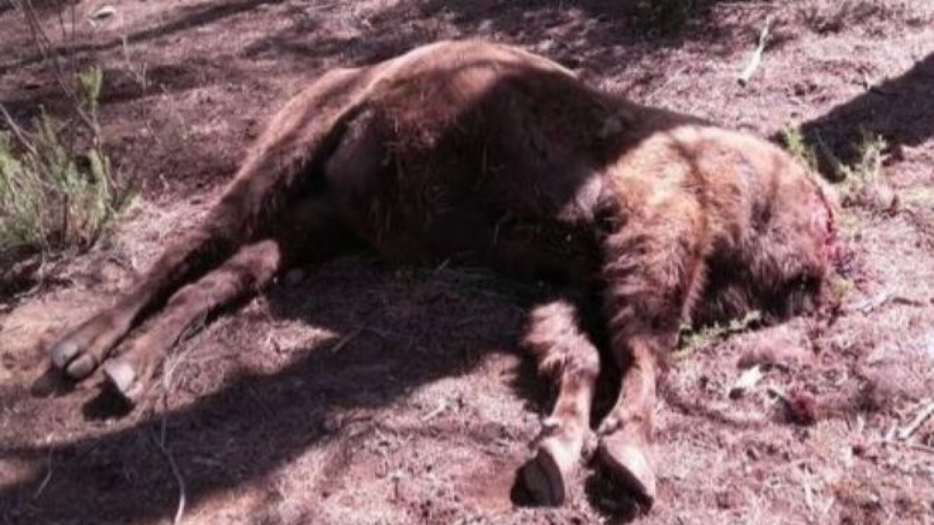 El primer bisonte decapitado en la Reserva de Valdeserrillas