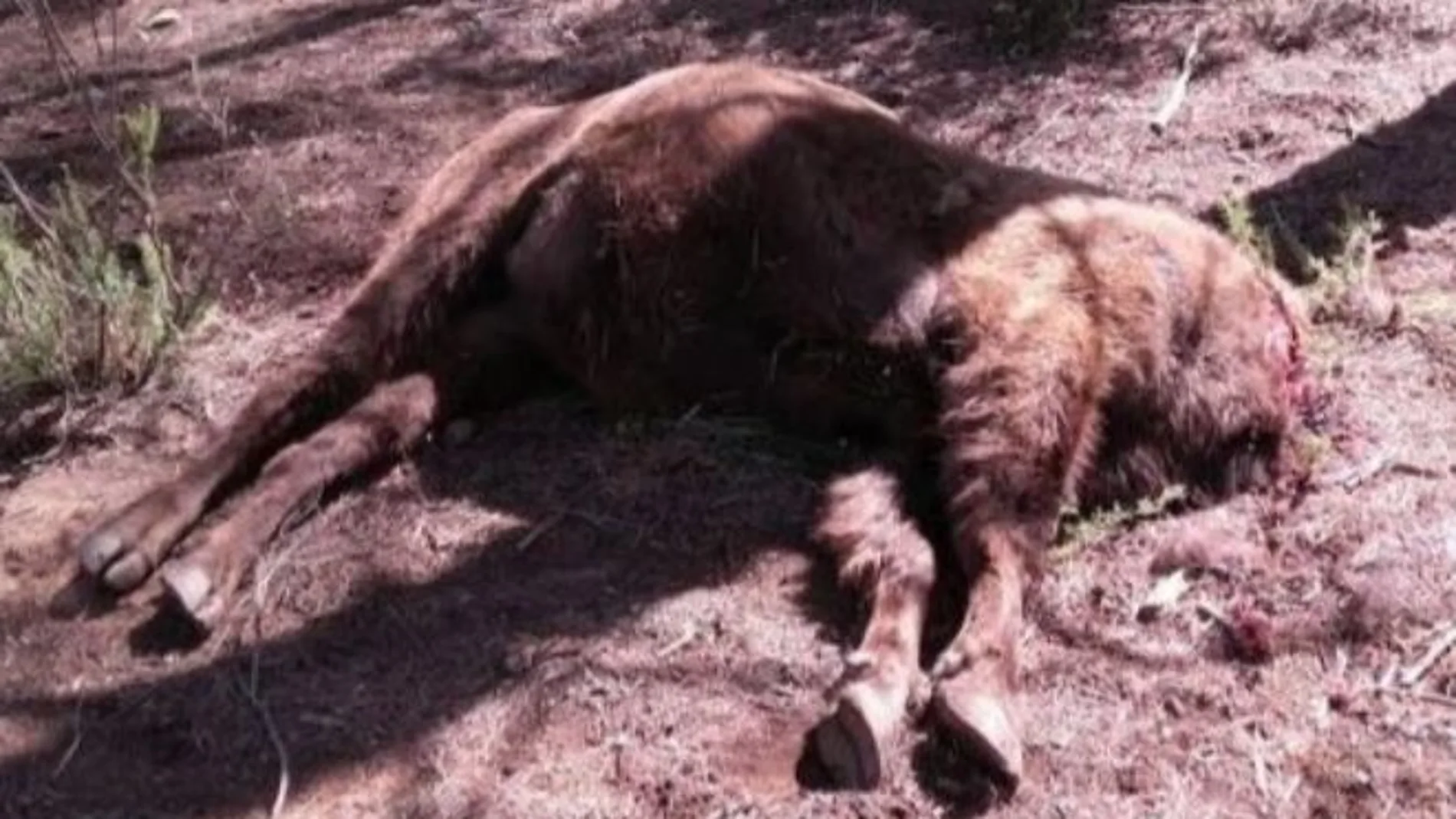 El primer bisonte decapitado en la Reserva de Valdeserrillas El primer bisonte decapitado en la Reserva de Valdeserrillas