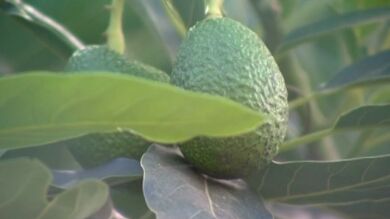 5 investigados por robar más de una tonelada de aguacates