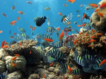 Los peces coralinos también se estresan si pierden peso y si son separados de sus padres Los peces coralinos también se estresan si pierden peso y si son separados de sus padres