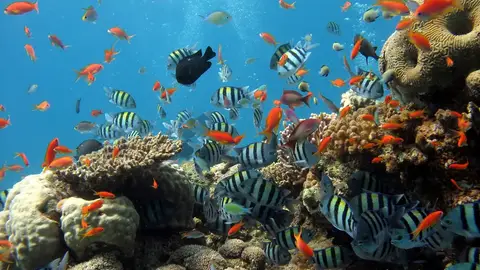 Los peces coralinos también se estresan si pierden peso y si son separados de sus padres Los peces coralinos también se estresan si pierden peso y si son separados de sus padres