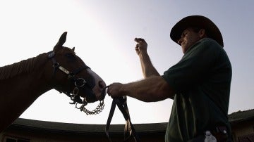 Un caballo en una imagen de archivo