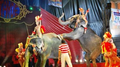Ahora Madrid, PSOE y C's plantean la prohibición de los circos con animales en Madrid en el Pleno de Cibeles