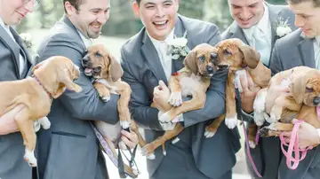 El novio y los padrinos con los cachorros para adoptar El novio y los padrinos con los cachorros para adoptar