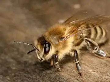 Un grupo de investigadores consiguen que varias abejas aprendan a jugar al futbol Un grupo de investigadores consiguen que varias abejas aprendan a jugar al futbol