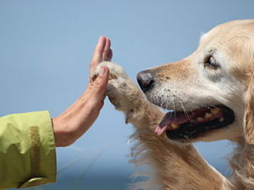 La imagen de un perro y un niño