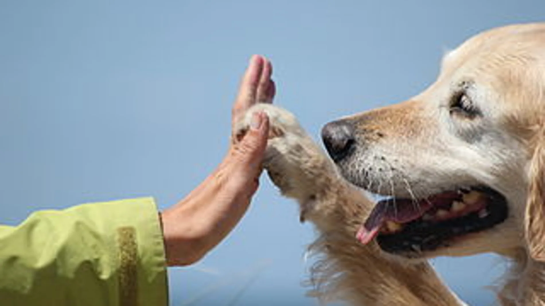 La imagen de un perro y un niño La imagen de un perro y un niño