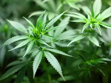 Planta de Marihuana Planta de Marihuana