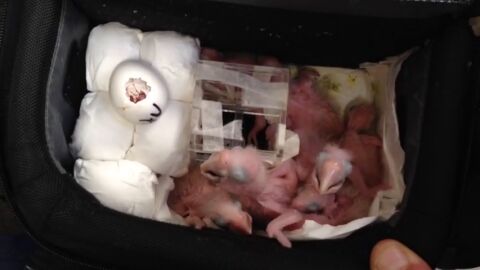 Frame 2.87284 de: La guardia civil descubre monos vivos, tar&aacute;ntulas y serpientes ocultos en los equipajes de los aviones