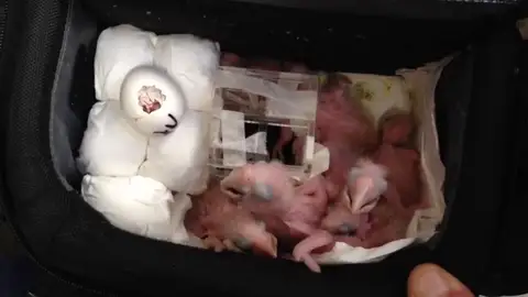 Frame 2.87284 de: La guardia civil descubre monos vivos, tarántulas y serpientes ocultos en los equipajes de los aviones Frame 2.87284 de: La guardia civil descubre monos vivos, tarántulas y serpientes ocultos en los equipajes de los aviones