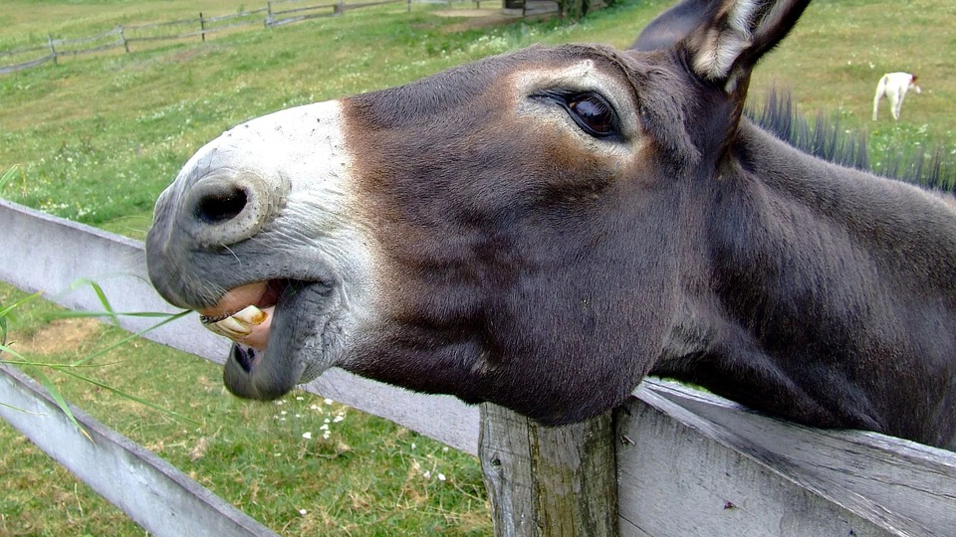 Los burros en China se extinguen debido a que la piel de estos animales está muy demandada en la medicina tradicional Los burros en China se extinguen debido a que la piel de estos animales está muy demandada en la medicina tradicional