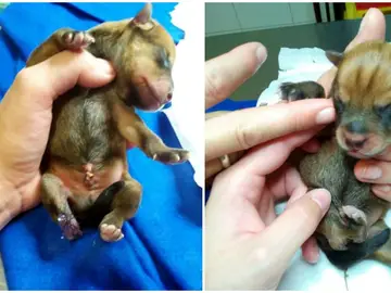 Dos de los cachorros abandonados Dos de los cachorros abandonados