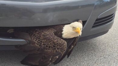 La policía de Florida rescata a un águila atrapada en el parachoques de un coche