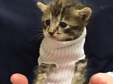 Pipes, una gatita que usa un calcetín como jersey Pipes, una gatita que usa un calcetín como jersey