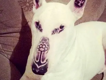 El perro tiene cinco tatuajes en distintas zonas de su cara El perro tiene cinco tatuajes en distintas zonas de su cara