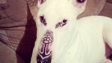 Un joven cubre la cara de su perro con cinco tatuajes y recibe miles de críticas