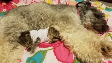 Pipes y Amélie Pipes y Amélie