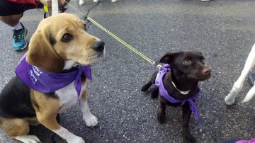 Dos de los perros que han participado en el Perrotón