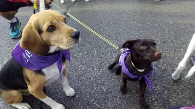Más de 3.000 perros participan en la quinta edición de la carrera solidaria 'Perrotón'