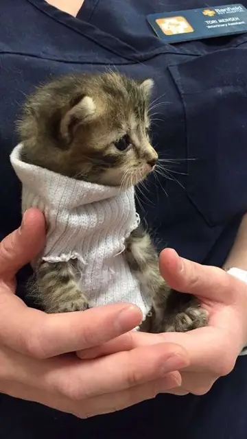 Pipes, una gatita que usa un calcetín como jersey Pipes, una gatita que usa un calcetín como jersey