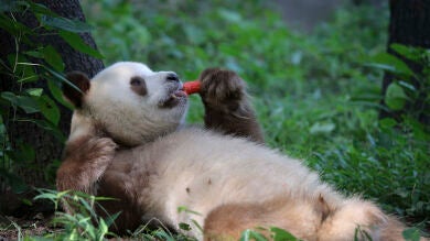 La triste infancia de Qizai, el único panda marrón del mundo