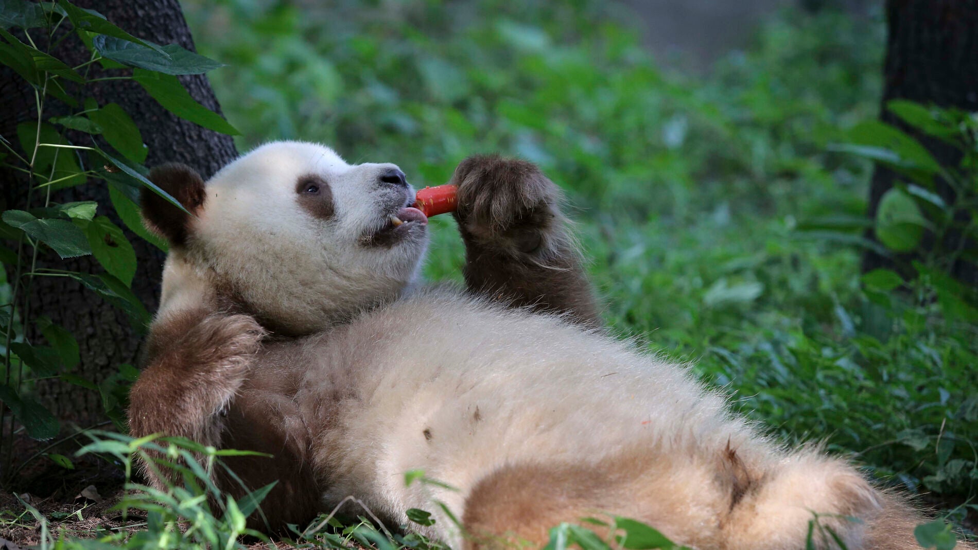Qizai, el &uacute;nico panda caf&eacute; del mundo
