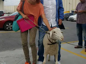 Perros y cabras en 'El secreto de Puente Viejo' Perros y cabras en 'El secreto de Puente Viejo'