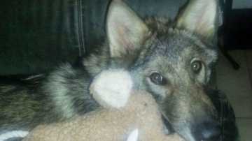 Como en 'Juego de Tronos': adopta un perro y en realidad es un lobo