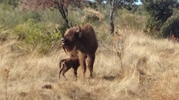 Nace el primer bisonte europeo en Extremadura después de 10.000 años