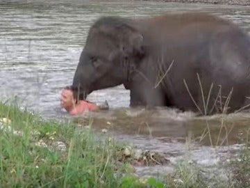 Un elefante 'rescata' a su cuidador